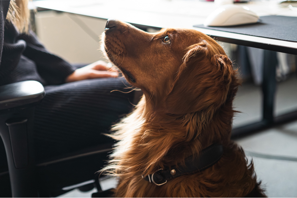 Brown dog focusing on a person standing outside of the view